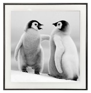 Obrázek z Obrázek černobílý 30x30cm - tučňáci 